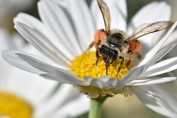 bee, insect, nature, macro, pollination, honey Bee, wing, close Up, world Bee Day, blossom, bloom