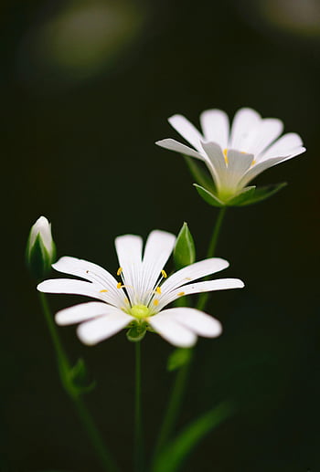 white petaled flower, selective focus photography, vibrant bloom, macro lens, serene garden, white flowers, flower photography, nature photography, floral image, garden flowers, white blooms