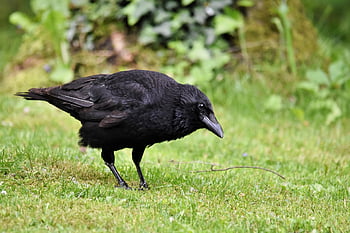 pták, vrána, kavka, vrána vrána, ornitologie, druh, fauna, zvíře, volně žijících živočichů, Příroda