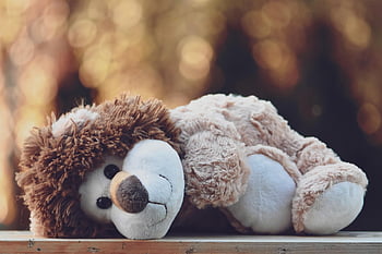 stuffed Animal, lion, fun, cute, kuschelweich, cuddly Toy, nature, toy, to Play, children's Toys, cozy