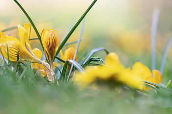 crocus, flowers, nature, beautiful Flowers, yellow Flowers, spring Flowers, spring, blossom, bloom, spring Crocus, flower Wallpaper
