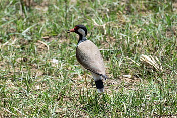 červeno-wattled lapwing, Asijský čejka, Kulík velký, pták, zobák, peří, Tatiri, vanellus indicus, čejka chocholatá, kulík, Indie