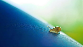 brown snail, macro shot, small snail, blue surface, snail texture, detailed photo, crawling snail, snail shell, blue background, nature photography, close-up shot