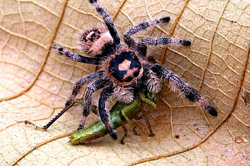 pavouk, Příroda, zebra pavouk, divoký život, zvíře