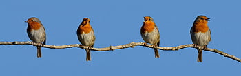 ptaki, rudziki, Robin Redbreast, rudziki europejskie, ptaki wróblowate, Zwierząt, dzikiej przyrody, Natura, obserwowanie ptaków, zwierzę, ptak