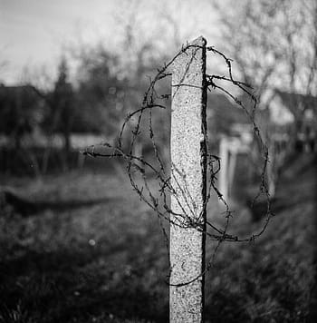 ลวดหนาม, ดำและขาว, โพสต์คอนกรีต, Ilford Pan 50, พัฒนาตนเอง, Hasselblad 500C/m, ระนาบ 80 มม., ISO 50, lc29, ฉากกลางแจ้ง, พื้นหลังธรรมชาติ