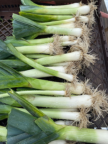 fresh leeks, organic leeks, close-up leeks, market leeks, leeks with roots, fresh vegetables, organic vegetables, market vegetables, leek roots, close-up vegetables, fresh produce