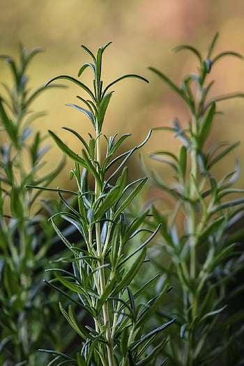 rosmarino, erbe aromatiche, pianta, le foglie, verdura, cibo, spezie, salutare, natura, ingrediente, fresco