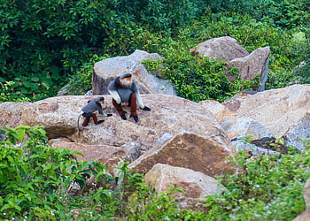 mongoose, brown-legged, long Beard, white, red Face, brown Eyes, long Tail, rare Animal, hunter, married