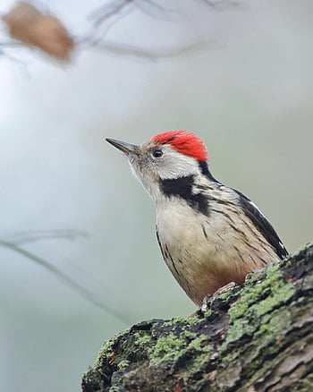 middle Spotted Woodpecker, woodpecker, bird, nature, ornithology, avian, wildlife, species, animal, plumage, bill