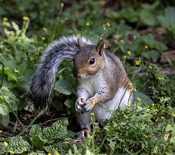 squirrel, rodent, wildlife, forest, wilderness, nature, animal, animal World, verifiable Kitten, nager, forest Animal