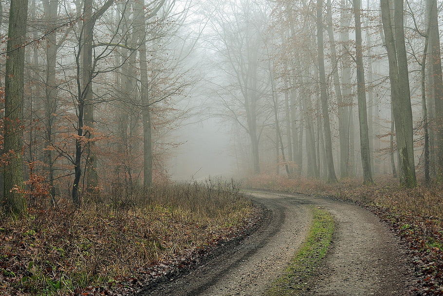 the Fog, way, in The Morning, autumn, forest, nature, leaves, landscape, trees, magic, colorful