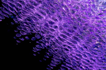 パープルデジタルアート、 ショットを閉じる、 カラフルな抽象的なテクスチャ、 紫の色合い、 ユニークなパターン、 デジタルアートの背景、 抽象芸術、 パープル抽象、 デジタルテクスチャ、 アートパターン、 クローズアップアート