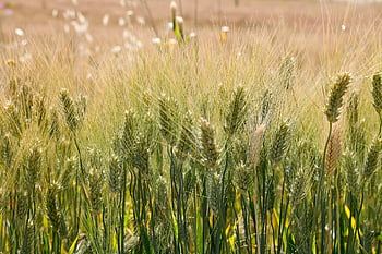 hvede, natur, grøn, jorden, sicilien, farver, sommer, umoden, gluten, mel, durum hvede