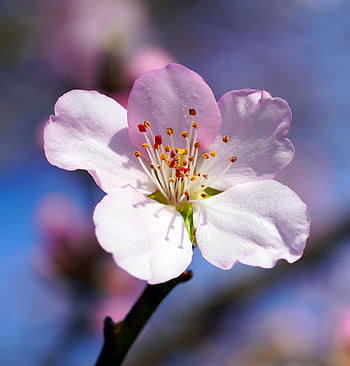 flower, spring, almond Tree, almond Blossom, tree, blossom, bloom, nature