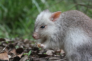 rufous bettong, Kanguru rufous tikus, berkantung, australia, margasatwa, alam, hewan, seorang Australia, imut, mamalia, liar
