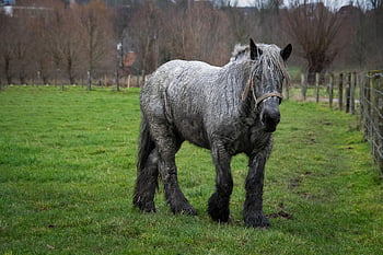 horse, mane, nature, mare, stallion, equidae, belgian Draft Horse, draft Animal, mount, farm Animal, farm Horse