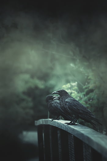 raven, bridge, horror, birds, animals, perched, fog, mist, mystical, mysterious, creepy