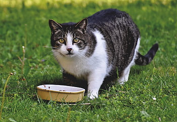 Katze, Hauskatze, Kätzchen, Katzenaugen, Kater, Haustier, Natur, Tier, Gierig verschlingen