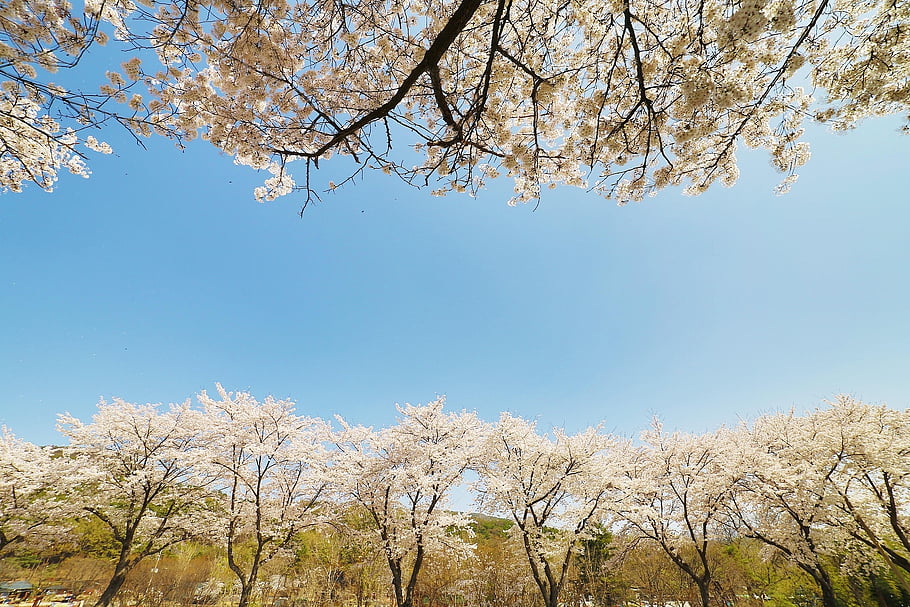 spring, cherry Blossom, spring Flowers, cool Backgrounds, flowers, wallpaper Hd, Wallpaper 1920x1080, korean Flower, hd Wallpaper, laptop Wallpaper, free Background