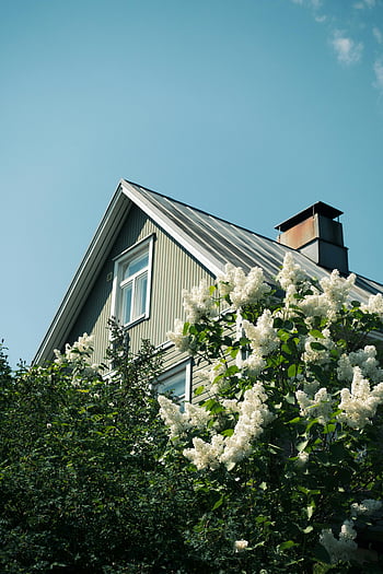 Lilac Putih Biasa, rumah Finlandia, bunga lilac putih yang sedang mekar, langit biru jernih, pemandangan indah, eksterior rumah, tanaman kebun, pemandangan luar ruangan, Rumah tinggal, cantik alami, bunga musim semi