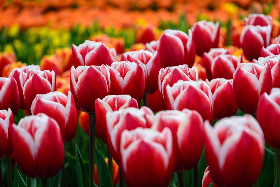 Červené, tulpenbluete, rozkvetla