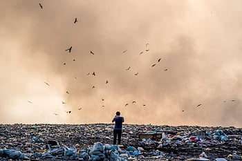 dump, forurening, mand, deponering, affald, røg, bortskaffelse, natur, fugle, udendørs, bunke