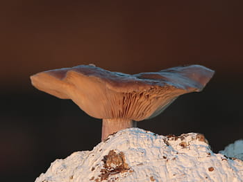 mushroom, fungus, fungi, Trent and Mersey Canal, towpath, wildlife and nature, amateur photography, Winter, December 2019, snow, close-up