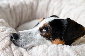 animal, pet, nature, dog, canine, jack Russel, breed, mammal