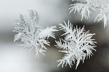 frost on glass, winter frost, frost formations, window frost, close-up frost, intricate frost, glass surface frost, winter window, frost patterns, frosty glass, frosty window