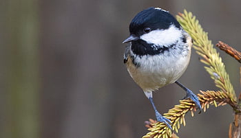 szén-cinege, coaltit, táplálás, kis madár, fekete, takarmány, madár, kert, aranyos, takarmányozás, madártoll