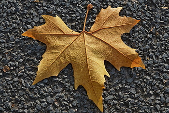 efterårsblade, våd, regndråbe, dråber, blad, vej, sti, efterår, landskab, asfalt, efterår farver