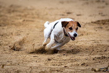 hund racer, væddeløbsbane, løb, sport, Hundesport, natur, kanin jagt, dyr, At jage, jack russel