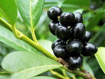 obyčejná zmrzlina, ligustrum vulgare, namodralá černá, bobule, olivovník, keř, zahrada, Příroda, listy, flóra, okrasných rostlin