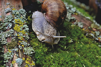 hlemýžď, shell, měkkýš, senzor, sliz, plazit se, zpomalit, kryt, zvíře, Příroda