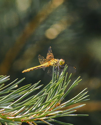 Libelle, Insekt, Makro, Flügel, Libellenflügel, geflügeltes Insekt, odonata, Anisoptera, Entomologie, Fauna, Natur