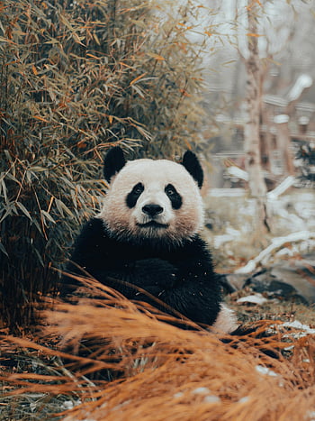 urs panda, stând panda, Bamboo de toamnă, Pasionații de animale sălbatice, Portret panda, împrejurimi de bambus, panda în natură, Fotografie panda, Panda toamna, Panda Wildlife