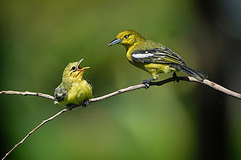 ptáků, rodící se, krmení, matka a dítě, mladé zvíře, aves, ptačí, ornitologie, pozorování ptáků, zvířat, živočišného světa