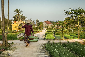 hội an, hospodařit, zemědělec, plantáž, zemědělství, místním životě, Vietnam, Asie, prodejce, cestovat, ráno
