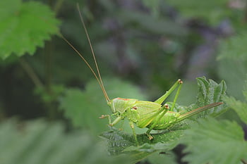grasshopper, scare, insect, green, hay Horse, close Up, nature, wildlife, macro, animal, small