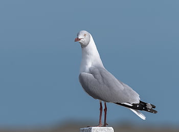 Gaviota, pájaro, animal, plumas, plumaje, pico, naturaleza, fauna silvestre, aviar, ornitología, fauna