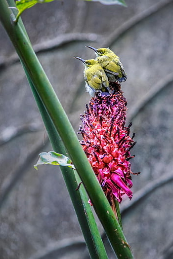 birds, little Spiderhunter, arachnothera Longirostra, nature, colorful, travel, outdoor, wildlife, water, thailand, summer