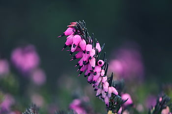 květ, erica, vřes, květinové pozadí, evergreen, pohanský, nachový, krásné květiny, Příroda, ericaceae, zblízka