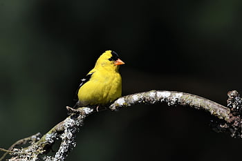 americký goldfinch, stehlík, ptáků, Příroda, volně žijících živočichů, pozorování ptáků, fotografování, birding, zvíře, venkovní, ptačí