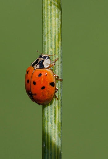 slunéčko sedmitečné, hmyz, beruška brouka, brouk, červený brouk, tečkovaný, Tečkovaný brouk, Příroda, fauna, zvíře, coccinellidae