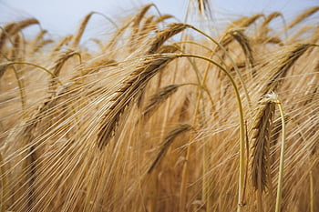 สนาม, wheats, ธัญพืช, การเกษตร, ภูมิประเทศ, ฟาร์ม, ทุ่งข้าวสาลี, เก็บเกี่ยว, บาร์เล่ย์, ธรรมชาติ, การเพาะปลูก
