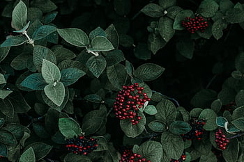 green leafed plant, red fruit, vibrant red berries, lush green leaves, natural contrast, close-up, plant photography, berry plant, leafy plant, red berries, green leaves