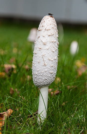 sieni, Varo myrkyllistä, myrkkysieni, metsä, luonto, pudota, metsäpohja, myrkyttää, metsäsieni, Sienityyppi