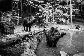 wild Boar, pig, sows, the Animal, nature, zoo, mammals, the Bristles, forest, wild, piglet