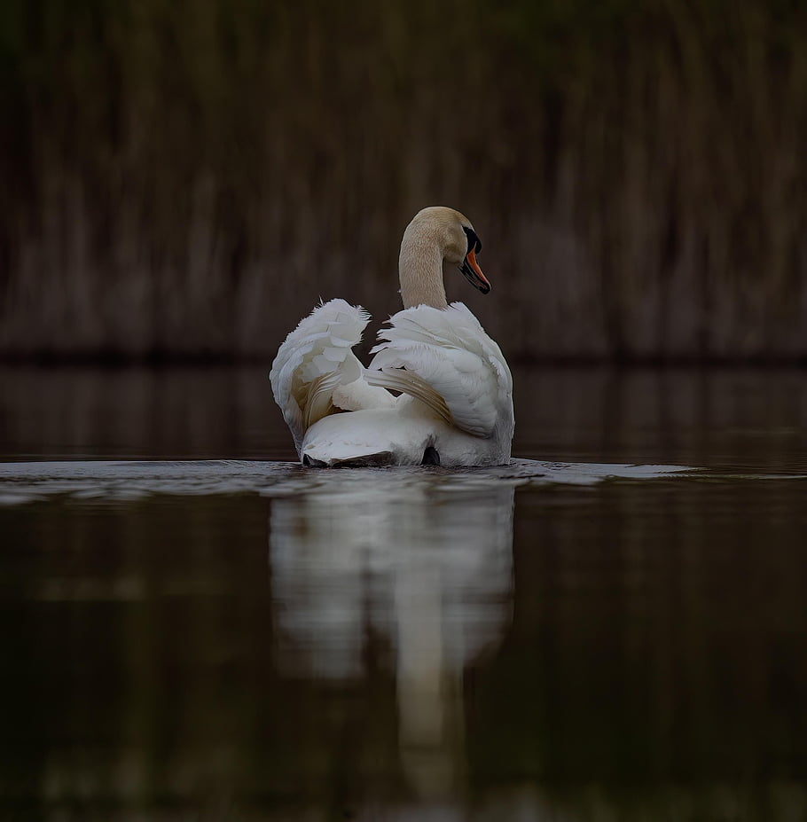 swan, lake, river, bird, water Bird, nature, wildlife, waterfowl